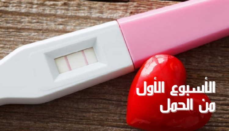 الأسبوع الأول من الحمل The first week of pregnancy