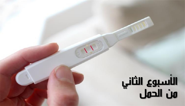 الأسبوع الثاني من الحمل The second week of pregnancy