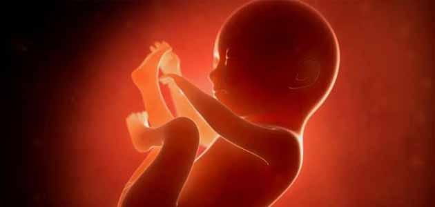 شكل الجنين في الشهر السادس من الحمل؛ جنين داخل الرحم بلون خلفية أحمر وأسود